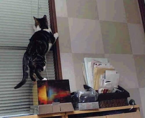 地板与穹顶之间，孙铭徽的加时鏖战与塔图姆的焦点证言—在各自战场完成证明