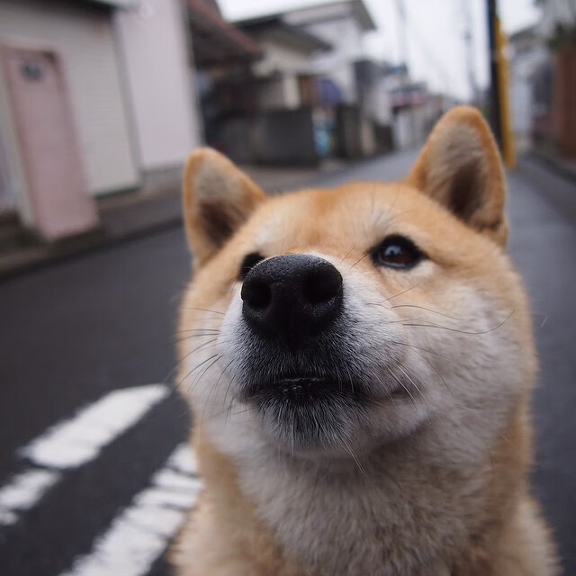 另类欧冠决赛,当哈利伯顿在另一个赛场数据全面爆炸